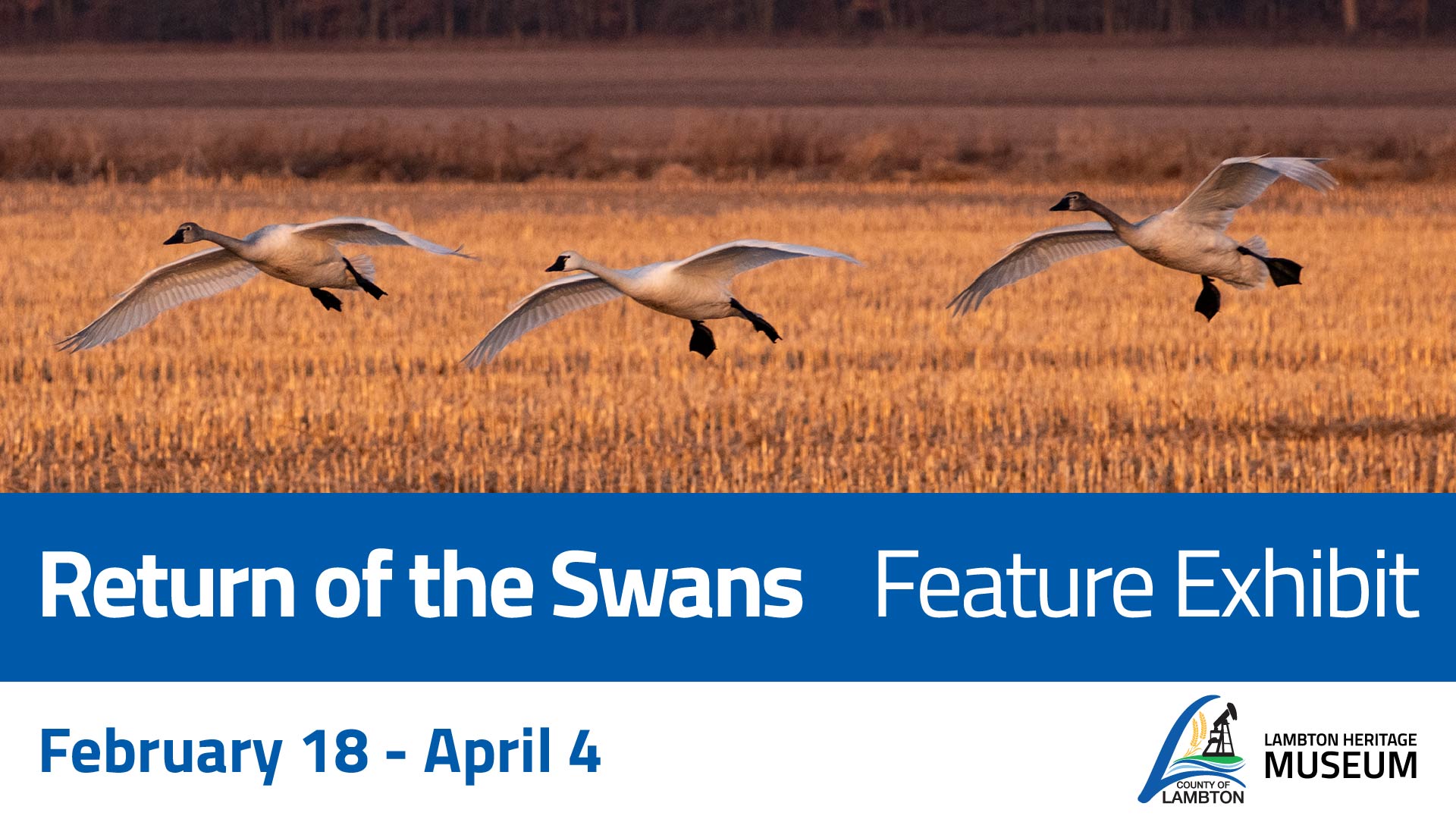 Return of the Swans exhibit promotional image