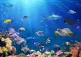 Under the sea with tropical ocean fish.